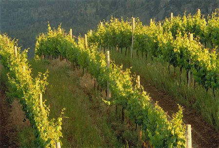 simsearch:700-00430101,k - Vignoble, Okanagan, Colombie-Britannique, Canada Photographie de stock - Rights-Managed, Code: 700-00035468