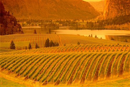 Vineyard, Okanagan British Columbia, Canada Stock Photo - Rights-Managed, Code: 700-00035469