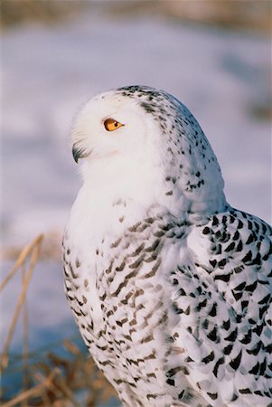 simsearch:700-00169909,k - Voir le profil:: Hibou neigeux (Ontario), Canada Photographie de stock - Rights-Managed, Code: 700-00035754