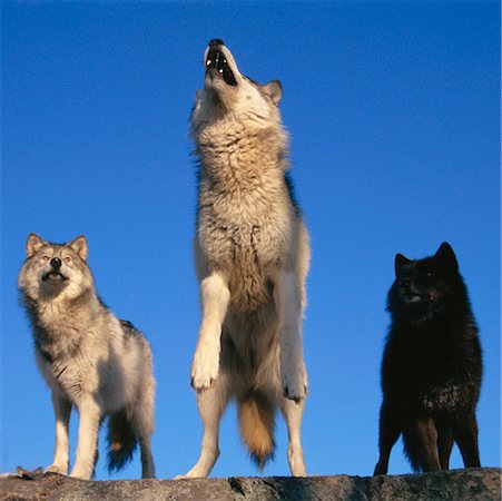 Female Timber Wolves Ontario, Canada Stock Photo - Rights-Managed, Code: 700-00036054