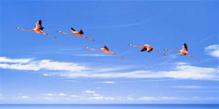 Flamingos im Flug Stockbilder - Lizenzpflichtiges, Bildnummer: 700-00036607