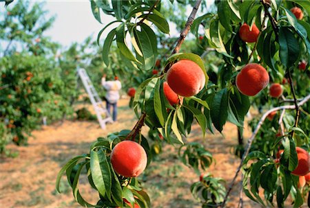 fruits in jordan - Peaches on Tree Jordon, Ontario, Canada Stock Photo - Rights-Managed, Code: 700-00036723