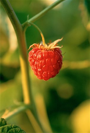 fruits in jordan - Close-Up of Raspberry Jordon, Ontario Stock Photo - Rights-Managed, Code: 700-00036767