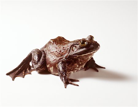 palpímedo - American Bullfrog Foto de stock - Con derechos protegidos, Código: 700-00036841