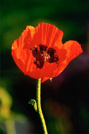 Close-Up of Poppy Stock Photo - Rights-Managed, Code: 700-00037559