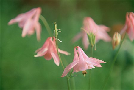 Close-Up of Columbines Stock Photo - Rights-Managed, Code: 700-00037560