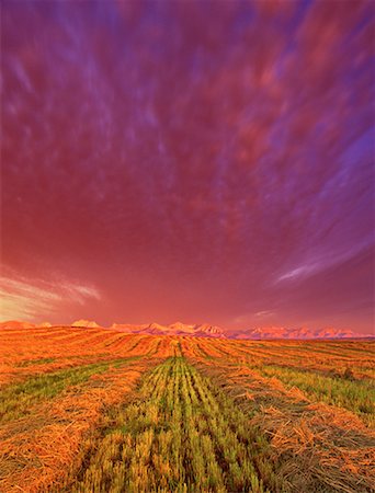 simsearch:700-00061575,k - Field at Sunrise Near Waterton Lakes National Par Alberta, Canada Foto de stock - Con derechos protegidos, Código: 700-00037607