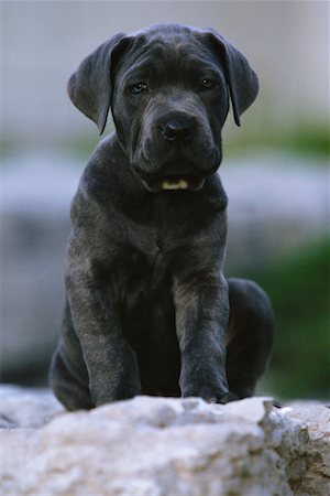 Portrait of Neapolitan Mastiff Puppy Fotografie stock - Rights-Managed, Codice: 700-00039809