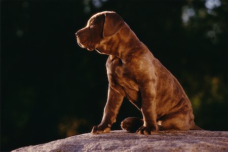 Neapolitan Mastiff Puppy Fotografie stock - Rights-Managed, Codice: 700-00039810