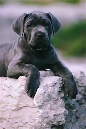 Portrait of Neapolitan Mastiff Puppy on Rock Fotografie stock - Rights-Managed, Codice: 700-00039915