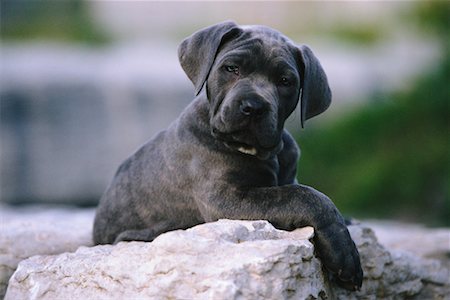 Portrait of Neapolitan Mastiff Puppy on Rock Fotografie stock - Rights-Managed, Codice: 700-00039916