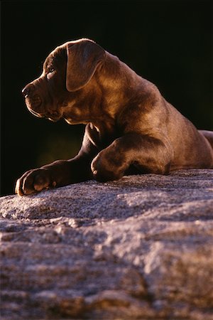 Neapolitan Mastiff Puppy on Rock Fotografie stock - Rights-Managed, Codice: 700-00039917