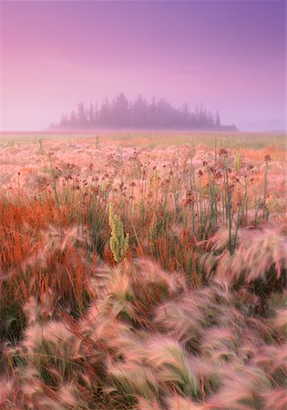 scenic alberta land dusk - Foxtails at Dawn Alberta, Canada Foto de stock - Con derechos protegidos, Código: 700-00039911