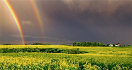 Rainbow and Canola Field Near Elnora, Alberta, Canada Stock Photo - Rights-Managed, Code: 700-00039961