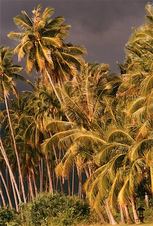 rainforest malay - Palm Trees Along Pantai Cenang Langkawi Island, Malaysia Stock Photo - Rights-Managed, Code: 700-00030419