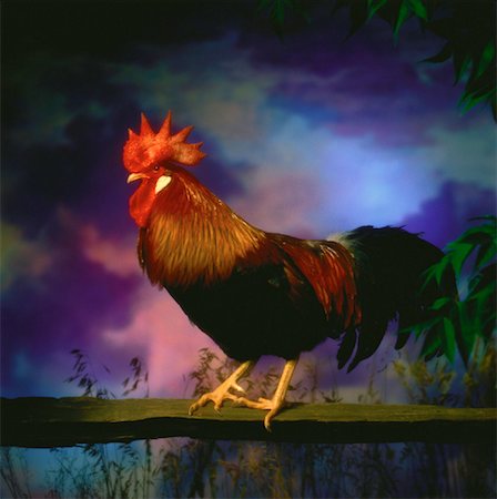 Rooster Stock Photo - Rights-Managed, Code: 700-00030561