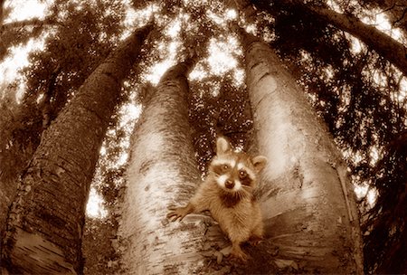 Portrait of Raccoon Between Trees Foto de stock - Con derechos protegidos, Código: 700-00030695