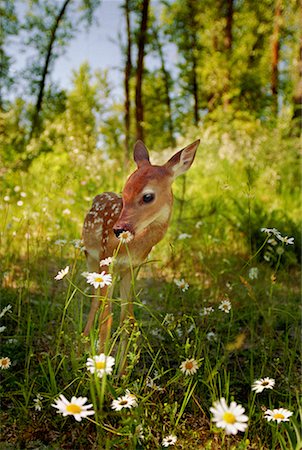 Cute Forest Floor Animals Stock Photos Page 1 Masterfile