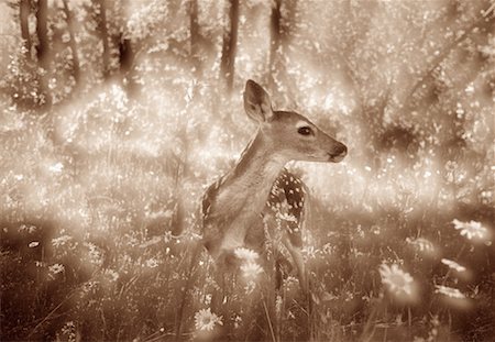 Fawn Stock Photo - Rights-Managed, Code: 700-00030703