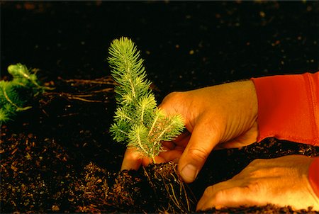 simsearch:700-00281091,k - Planting Spruce Seedling Vancouver Island British Columbia, Canada Foto de stock - Con derechos protegidos, Código: 700-00030752