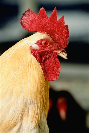 Rouge de l'Himalaya coq Heritage Park, Calgary, Alberta, Canada Photographie de stock - Rights-Managed, Code: 700-00030806