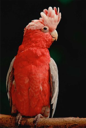 south american animal - Portrait of Rose Breasted Cockatoo Stock Photo - Rights-Managed, Code: 700-00030909