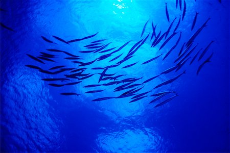 Underwater View of Barracuda Republic of Palau, Micronesia Stock Photo - Rights-Managed, Code: 700-00030975