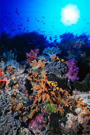 Underwater View of Coral Reef Republic of Palau, Micronesia Foto de stock - Con derechos protegidos, Código: 700-00030971