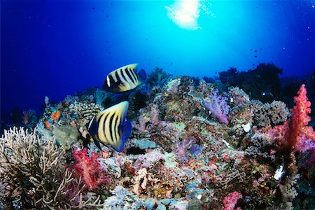 poisson-ange - Vue sous-marine des anges et des récifs coralliens République de Palau, Micronésie Photographie de stock - Rights-Managed, Code: 700-00030973