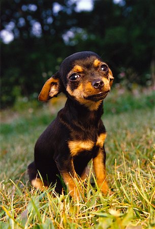 simsearch:700-00022245,k - Portrait of Chihuahua Puppy Sitting in Field Foto de stock - Con derechos protegidos, Código: 700-00030998