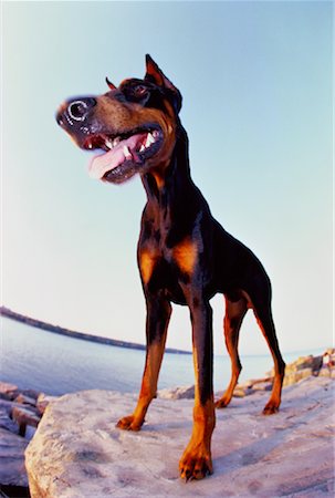 dobermann pinscher - Dobermann Pinscher Standing on Rock Foto de stock - Con derechos protegidos, Código: 700-00031005