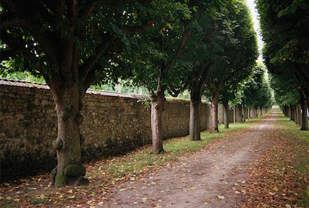 simsearch:695-05772422,k - Tree Lined Path in Autumn Northern France Foto de stock - Con derechos protegidos, Código: 700-00031193