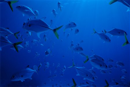 Underwater View of Horse Eye Jacks Bahama Islands Foto de stock - Con derechos protegidos, Código: 700-00031474