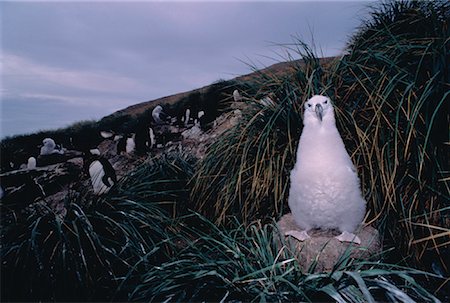 Black-Browed Albatross Chick Nesting with Rockhopper Colony West Point Island Falkland Islands Stock Photo - Rights-Managed, Code: 700-00031470