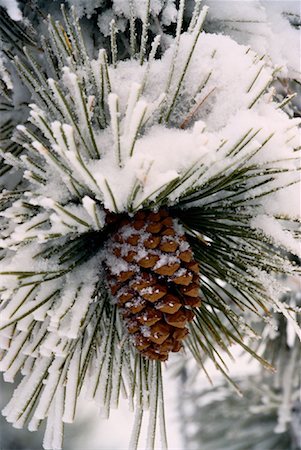 simsearch:700-00027620,k - Close-Up of Pine Cone Covered in Snow Stock Photo - Rights-Managed, Code: 700-00031489