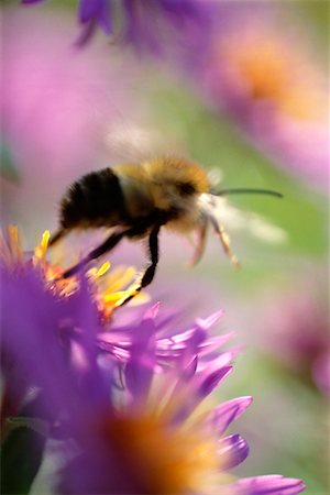 simsearch:700-00459712,k - Close-Up of Bumble Bee and New England Asters Toronto, Ontario, Canada Stock Photo - Rights-Managed, Code: 700-00031516