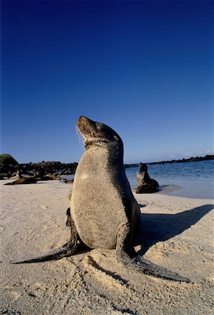 simsearch:862-03711518,k - Galapagos Sea Lions Galapagos Islands, Ecuador Foto de stock - Con derechos protegidos, Código: 700-00031510