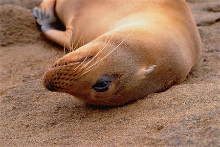 Galapagos Sea Lion Galapagos Islands, Ecuador Foto de stock - Con derechos protegidos, Código: 700-00031558