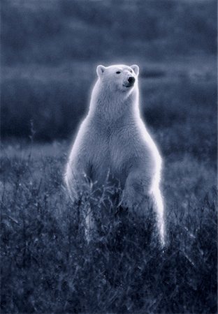 standing on hind legs - Polar Bear Churchill, Manitoba, Canada Foto de stock - Con derechos protegidos, Código: 700-00031795