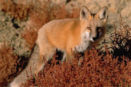 simsearch:700-00040058,k - Portrait du renard roux (Alberta), Canada Photographie de stock - Rights-Managed, Code: 700-00031832