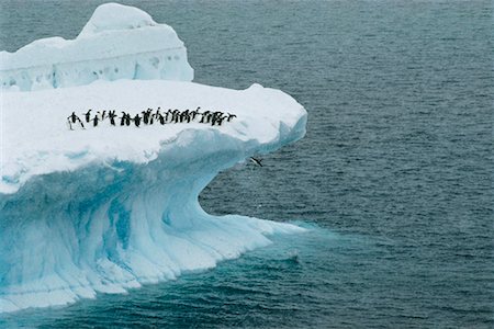penguins jump - Adelie Penguins Diving Off Icebergs, Antarctica Sound Antarctica Stock Photo - Rights-Managed, Code: 700-00031890