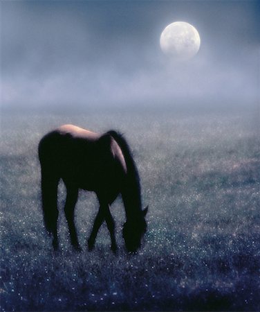 Horse Grazing in Field at Night With Full Moon Stock Photo - Rights-Managed, Code: 700-00032110