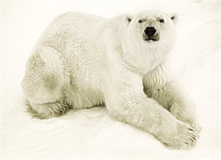 simsearch:600-00032886,k - Portrait of Polar Bear Stock Photo - Rights-Managed, Code: 700-00032381