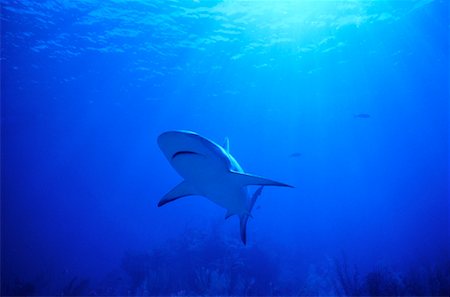 simsearch:700-00591725,k - Underwater View of Black-Tip Shark Bahama Islands Fotografie stock - Rights-Managed, Codice: 700-00032481