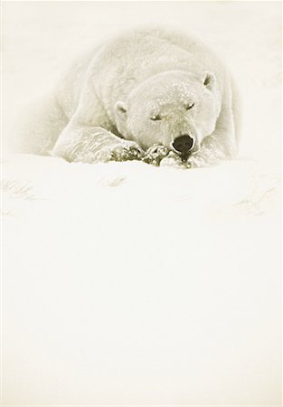 simsearch:600-00032886,k - Polar Bear Sleeping Stock Photo - Rights-Managed, Code: 700-00032885