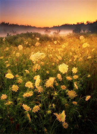 field of flowers ontario - Sunrise over Field with Flowers Near Gananoque, Ontario, Canada Foto de stock - Con derechos protegidos, Código: 700-00033568