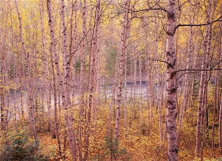 simsearch:700-00001576,k - Parc Provincial de Wells Gray en automne, la Colombie-Britannique, Canada Photographie de stock - Rights-Managed, Code: 700-00033608