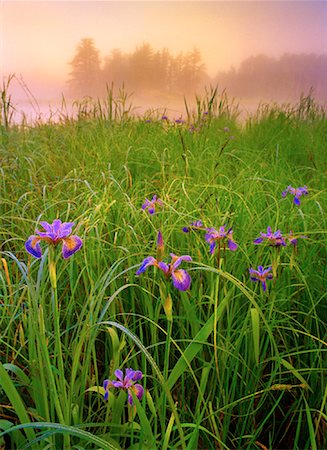 parc provincial whiteshell - Blue Flag Iris le Parc Provincial Whiteshell (Manitoba), Canada Photographie de stock - Rights-Managed, Code: 700-00033612