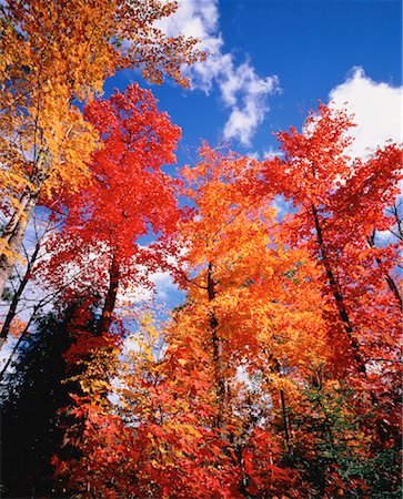 Looking Up at Trees in Autumn Gatuneau Hills, Quebec, Canada Fotografie stock - Rights-Managed, Codice: 700-00033628