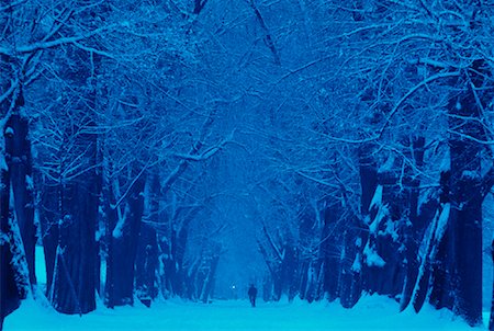 snowy road tree line - Hellbrunn Alley in Winter Salzburg, Austria Stock Photo - Rights-Managed, Code: 700-00033732